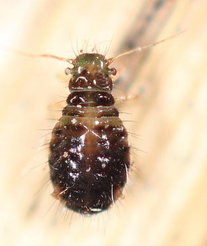 Caricosipha paniculatae
